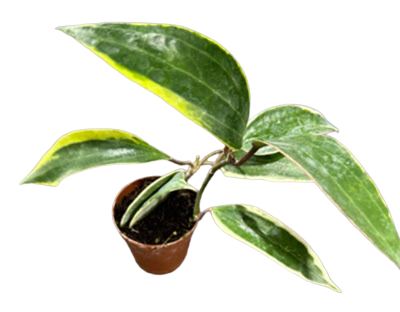 2" Hoya Macrophylla Variegated